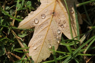 ambiance automne